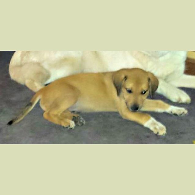 Photo of Winter   Adoption Pending