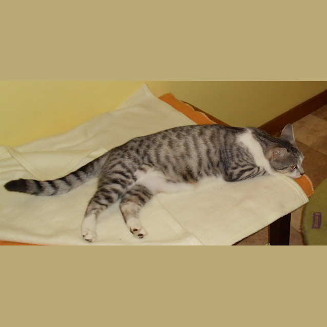 Photo of Gypsy
