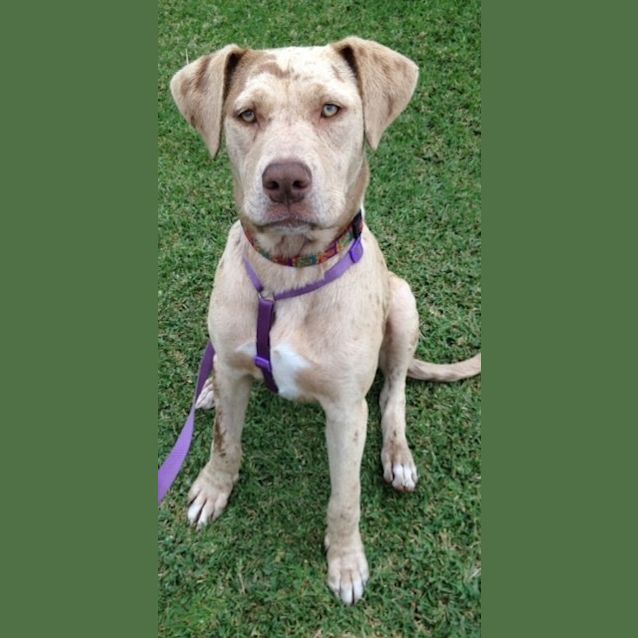 Photo of Miss Latte ~ Catahoula (On Trial 28/6/15) 