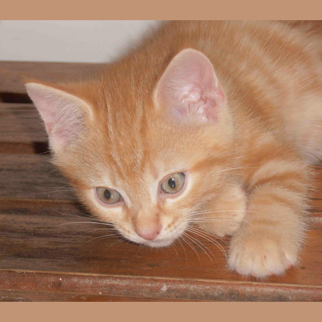 Photo of Tigger