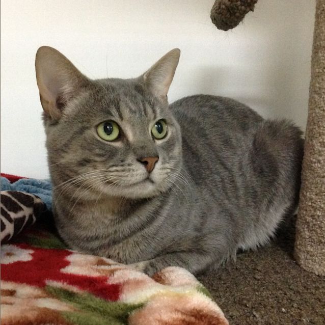 Photo of Tiger
