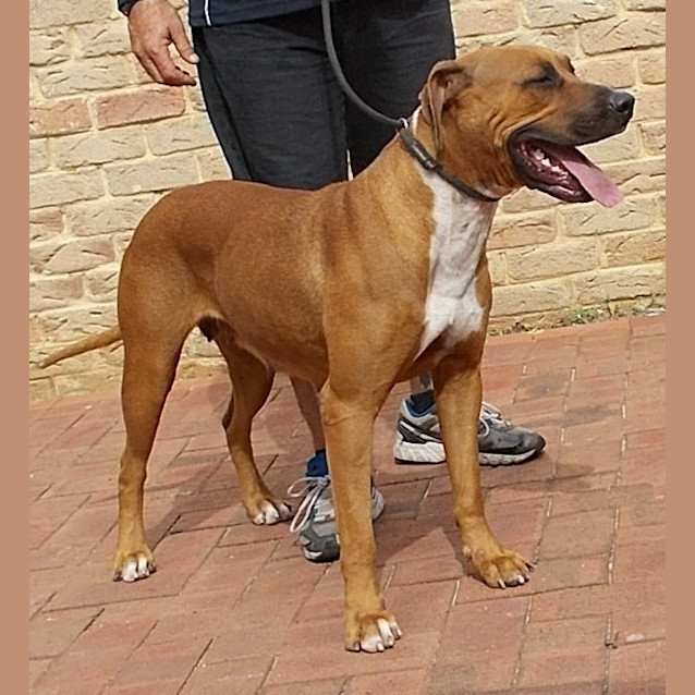 Photo of Indi