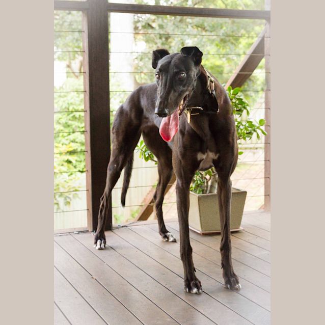 Photo of "Nikki". Our Clever Angel.  Brisbane