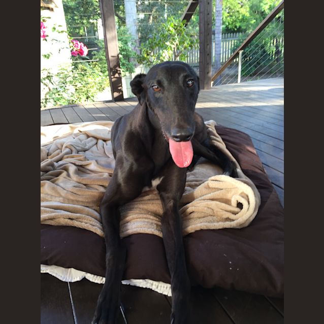 Photo of "Nikki". Our Clever Angel.  Brisbane