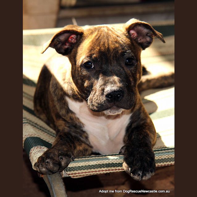 Photo of Puppy Ripley ~ Male Staffy X (Trial 22/5/15)