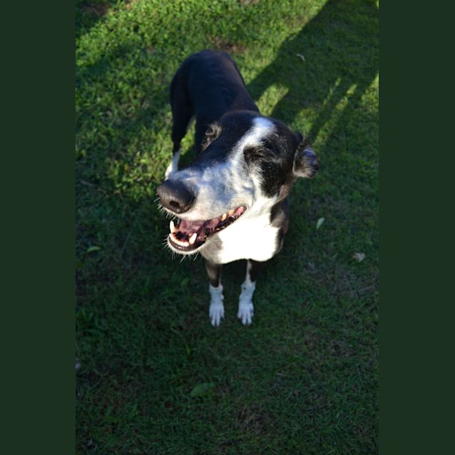 Photo of "Chyka" Cheeky Chops. Brisbane & Gold Coast