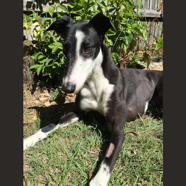 Photo of "Chyka" Cheeky Chops. Brisbane & Gold Coast