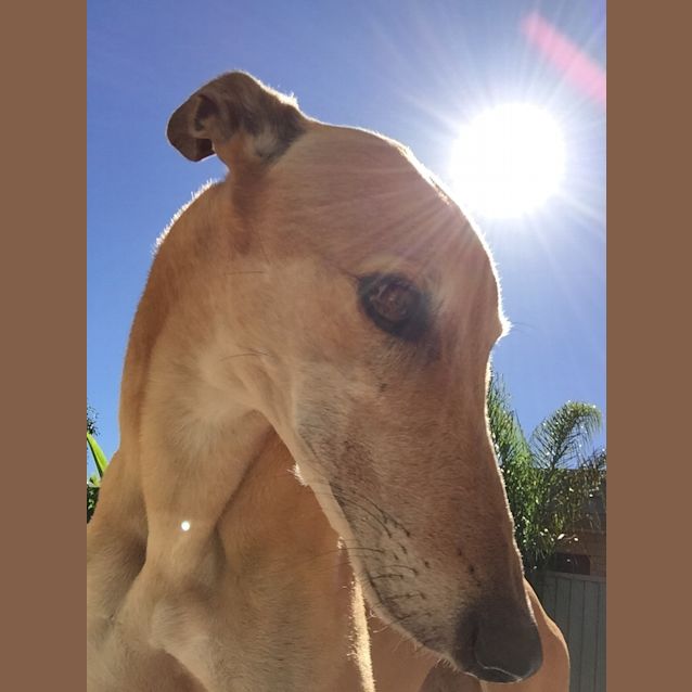 Photo of "Fifi" Lady Fi. Brisbane & Gold Coast