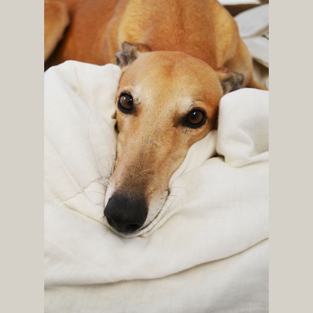 Photo of "Fifi" Lady Fi. Brisbane & Gold Coast