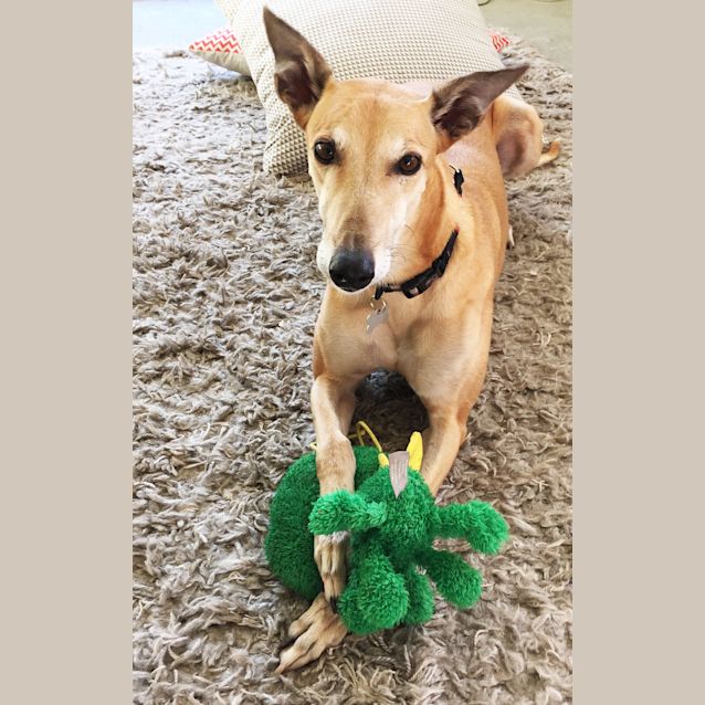 Photo of "Fifi" Lady Fi. Brisbane & Gold Coast