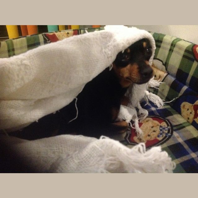 Photo of Lily