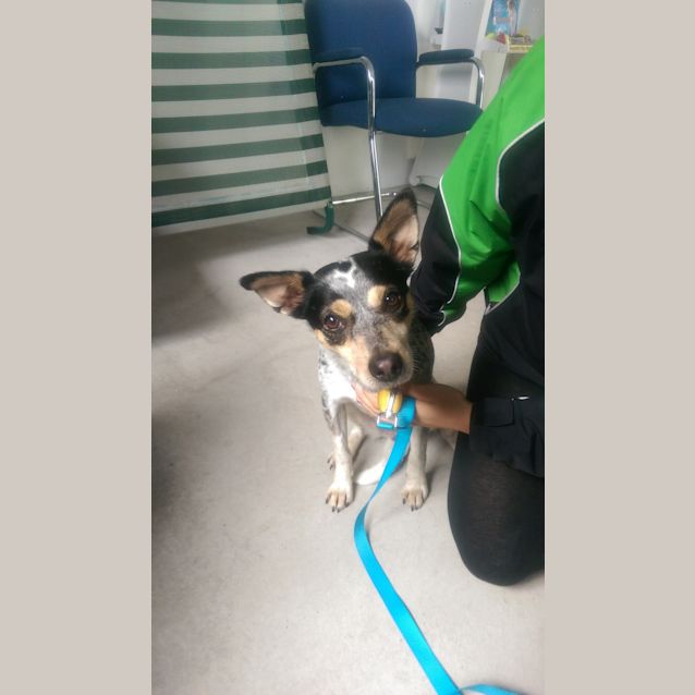 Photo of Gypsy