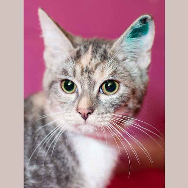 Photo of Tinker