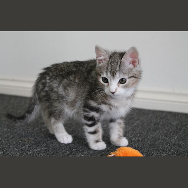 Photo of Bruce (Application Pending)