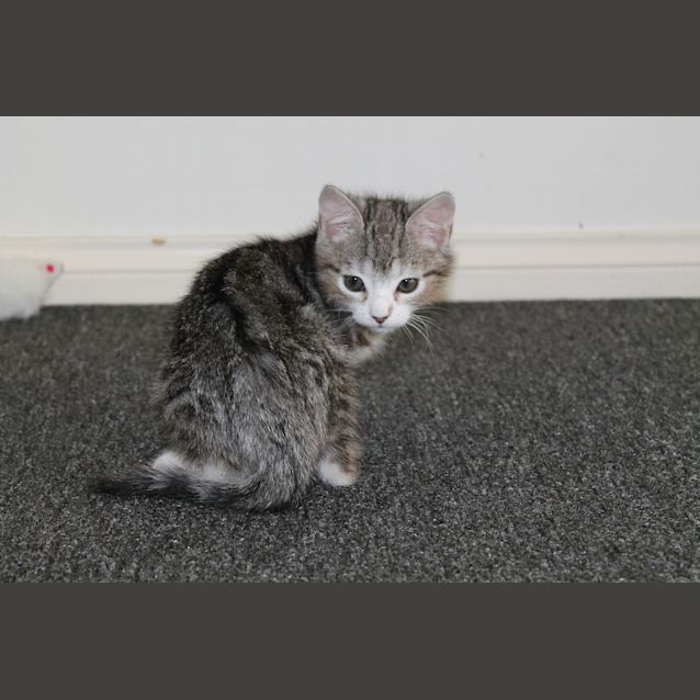 Photo of Bruce (Application Pending)