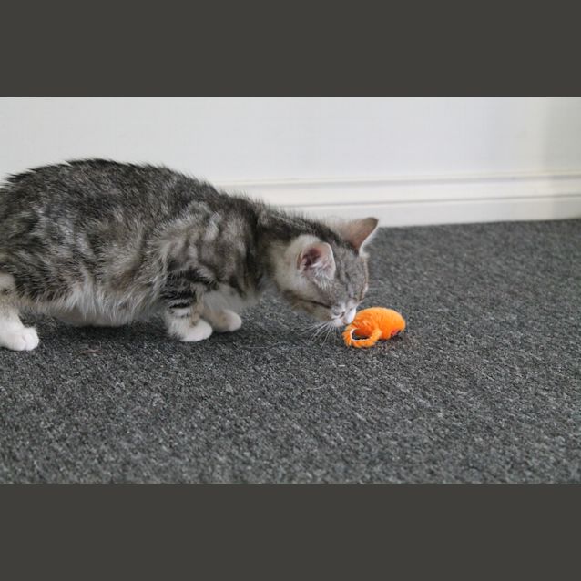 Photo of Bruce (Application Pending)