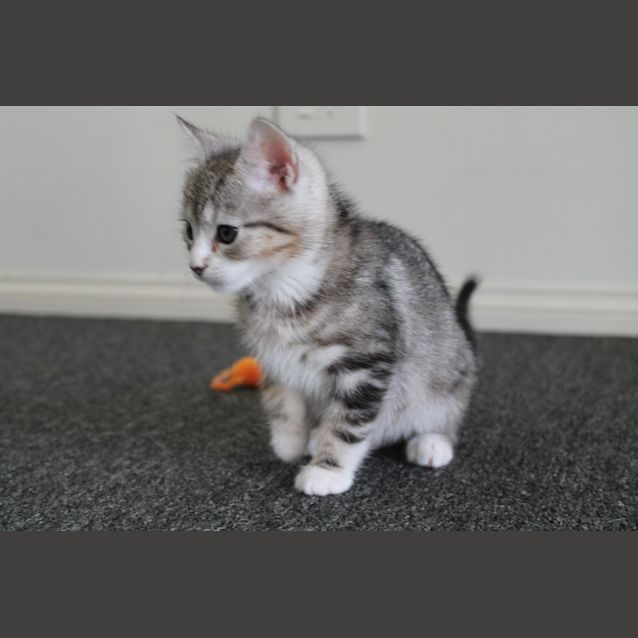 Photo of Bruce (Application Pending)