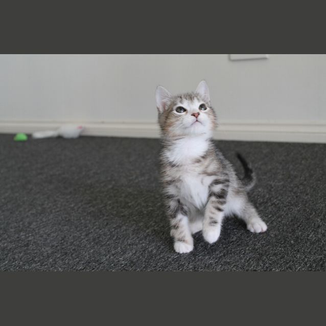 Photo of Bruce (Application Pending)