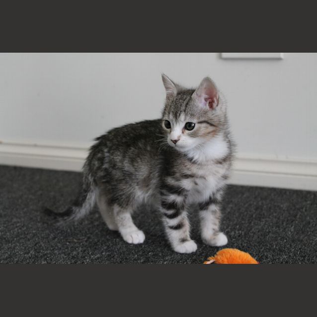 Photo of Bruce (Application Pending)