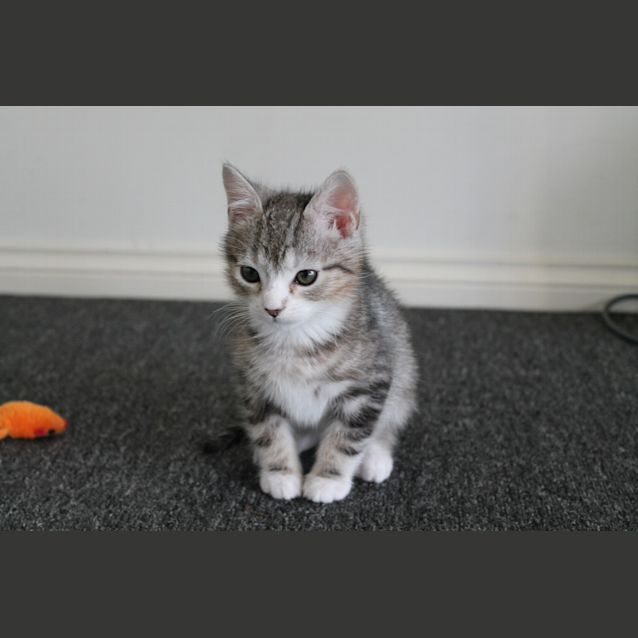 Photo of Bruce (Application Pending)