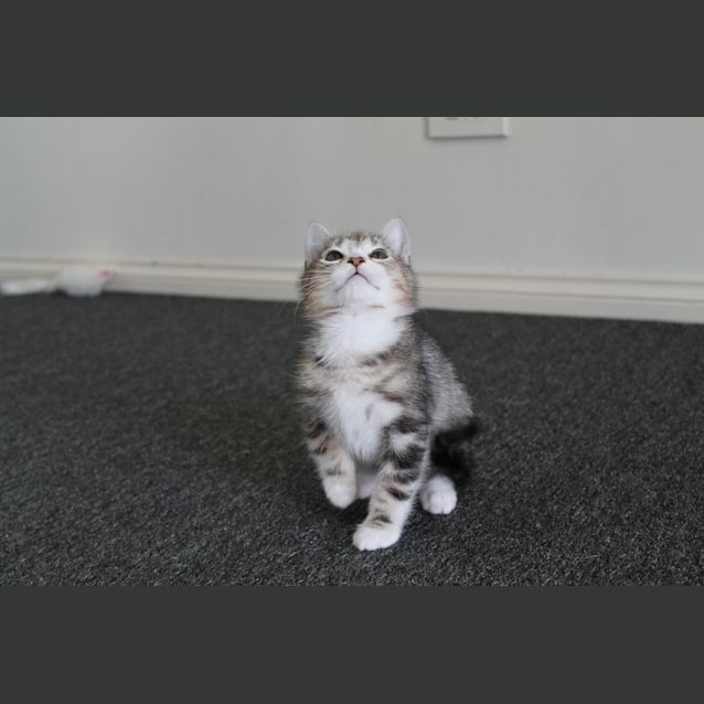 Photo of Bruce (Application Pending)