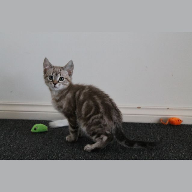 Photo of Harry Chocolate