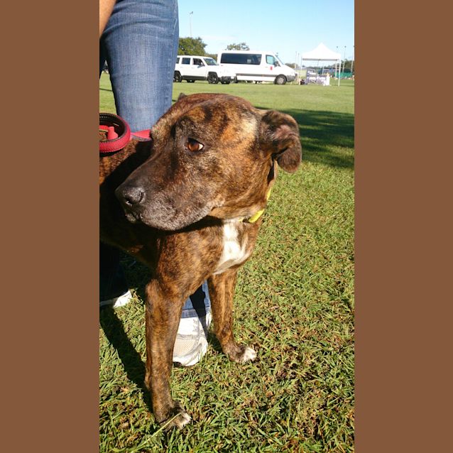 Photo of Major (At Rspca Big Adopt Day Sept 19 Brisbane)