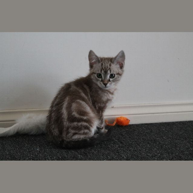 Photo of Harry Chocolate