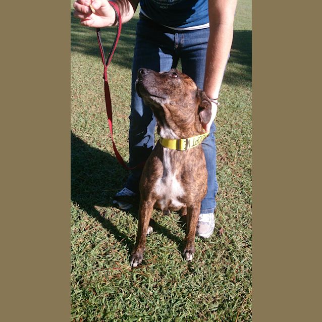 Photo of Major (At Rspca Big Adopt Day Sept 19 Brisbane)