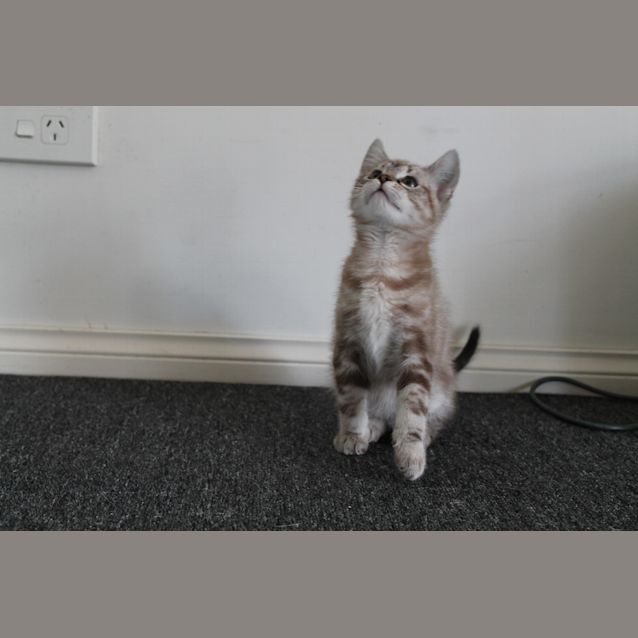 Photo of Harry Chocolate