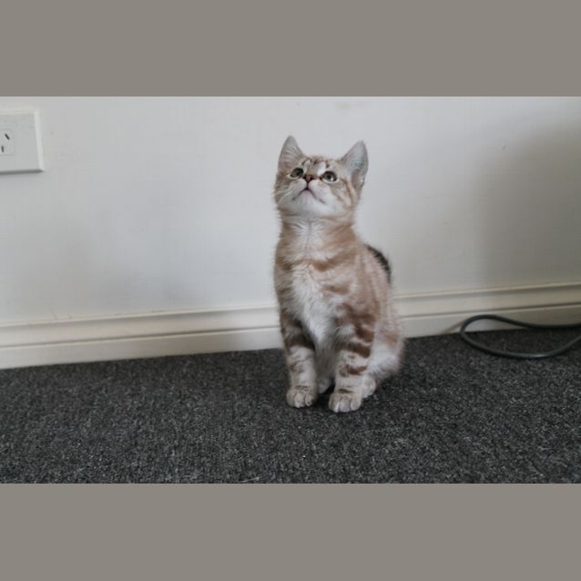 Photo of Harry Chocolate