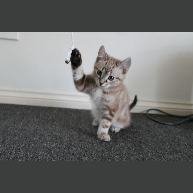 Photo of Harry Chocolate