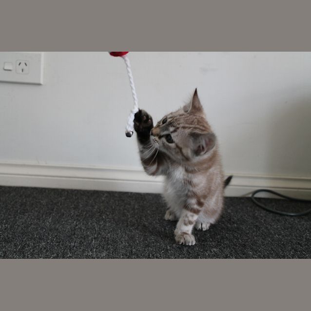 Photo of Harry Chocolate