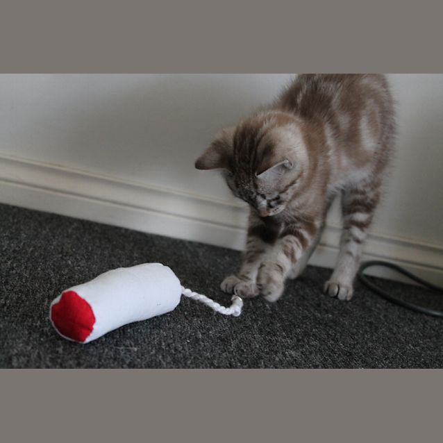 Photo of Harry Chocolate