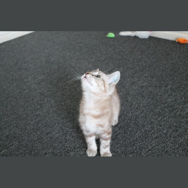 Photo of Harry Chocolate