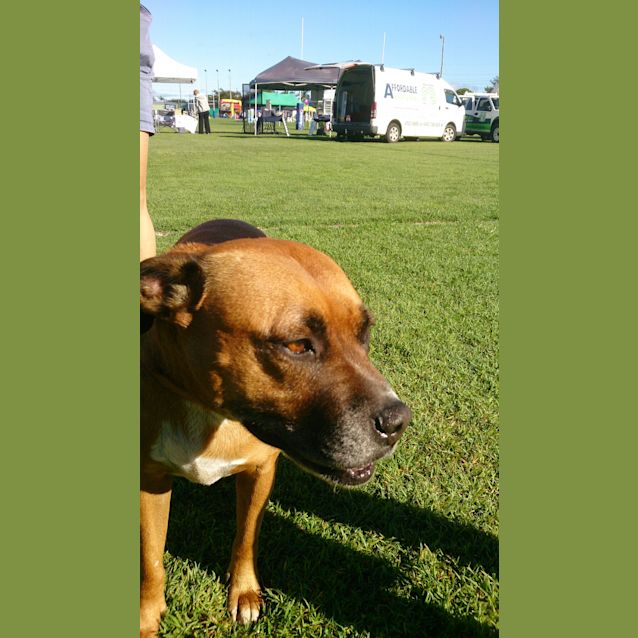 Photo of Lucy (Adoption Pending)