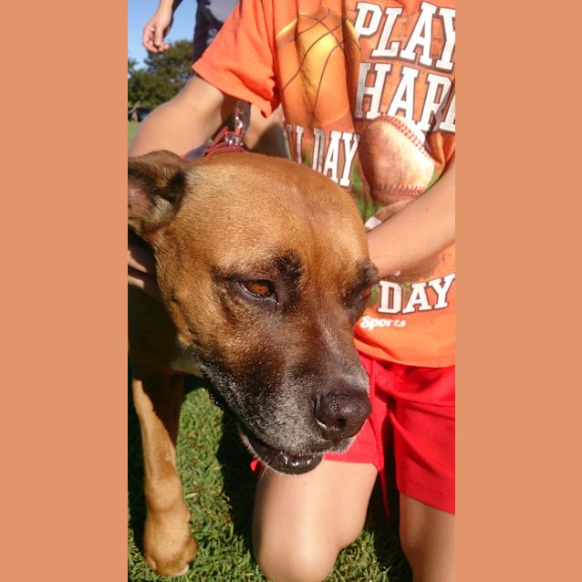 Photo of Lucy (Adoption Pending)