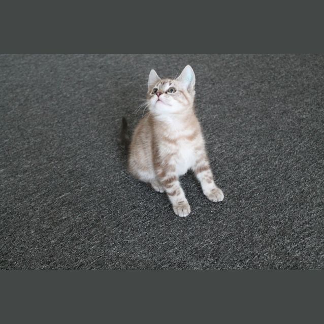 Photo of Harry Chocolate