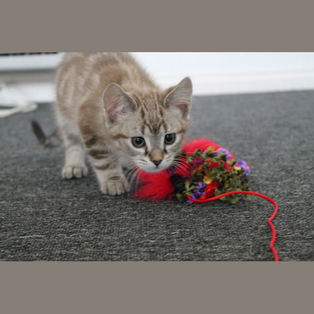 Photo of Harry Chocolate