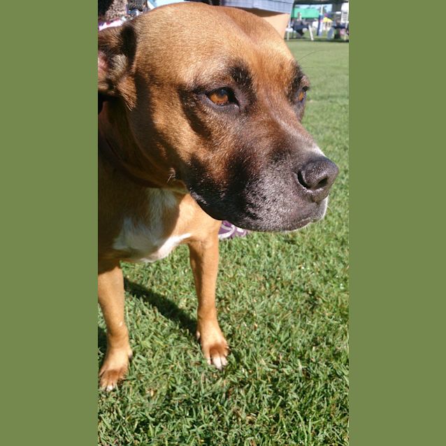 Photo of Lucy (Adoption Pending)