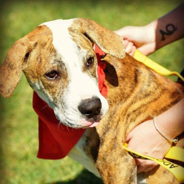 Photo of Parker (Adoption Pending)