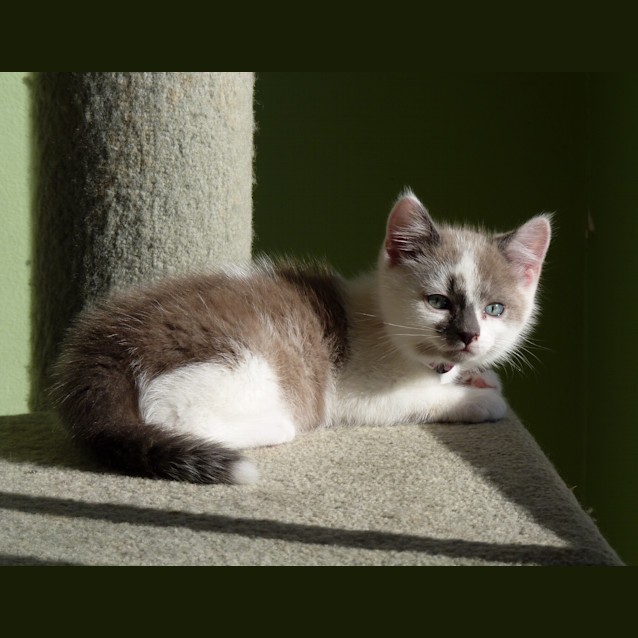Photo of Pascal **Adoption Day**