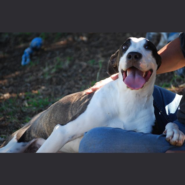 Photo of Bunny (Adoption Pending)