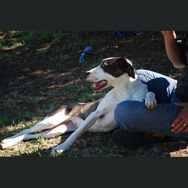 Photo of Bunny (Adoption Pending)