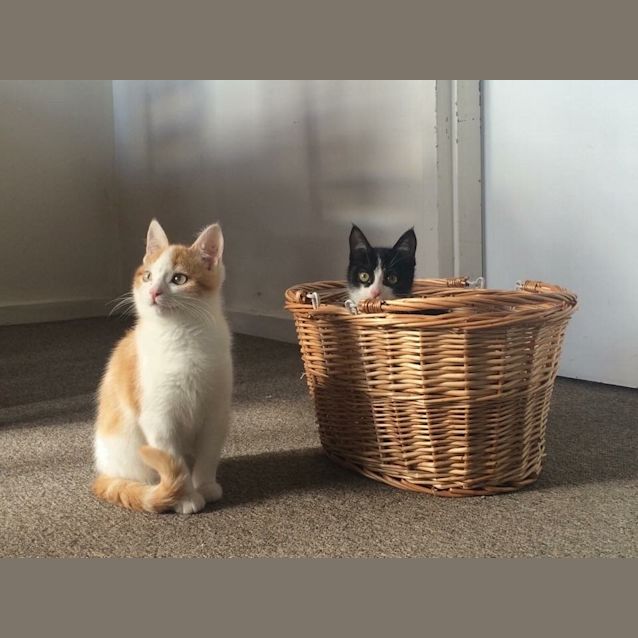 Photo of Freddie Flintoff   Ready For Adoption Mid April