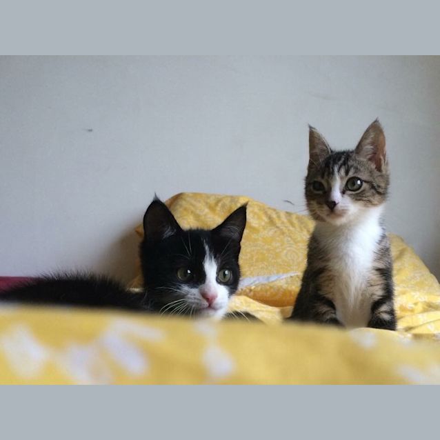 Photo of Donnie Bradman