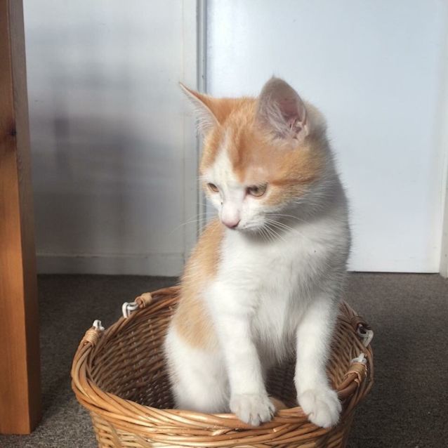 Photo of Freddie Flintoff   Ready For Adoption Mid April