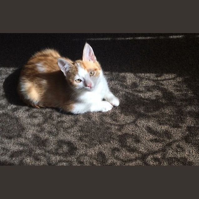 Photo of Freddie Flintoff   Ready For Adoption Mid April