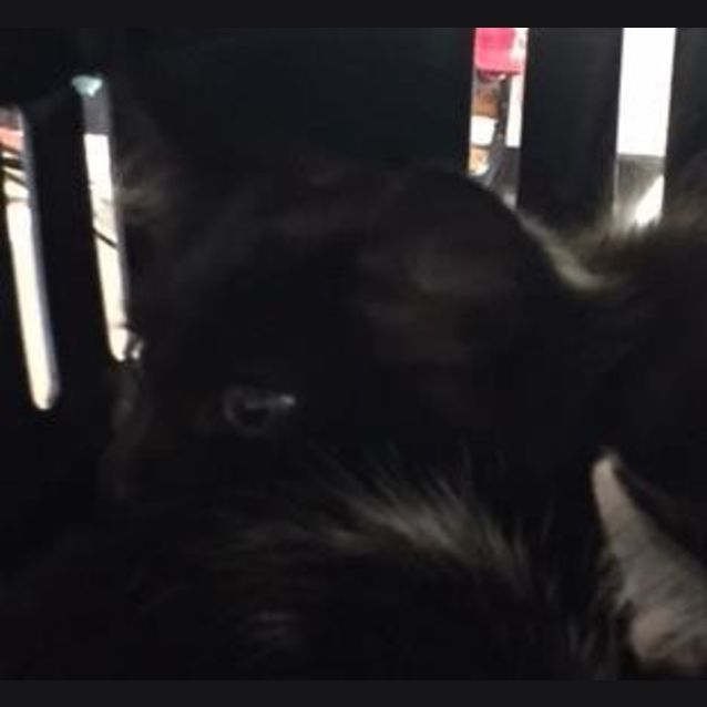 Photo of Scout