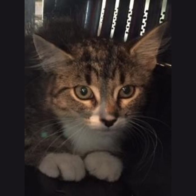 Photo of Maggie